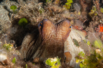 Octopus, Octopus eye. Octopus is camouflaged among the rocks. Octopus vulgaris Cuvier. Canakkale, Turkey.