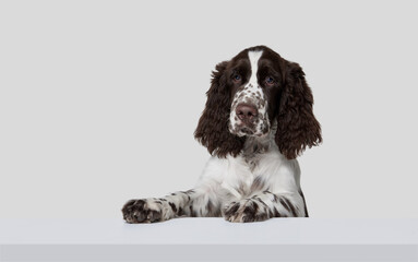 Portrait of purebred english springer spaniel dog peeking out box isolated over grey background. Attentive look