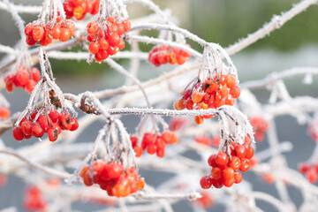 red berries in snow