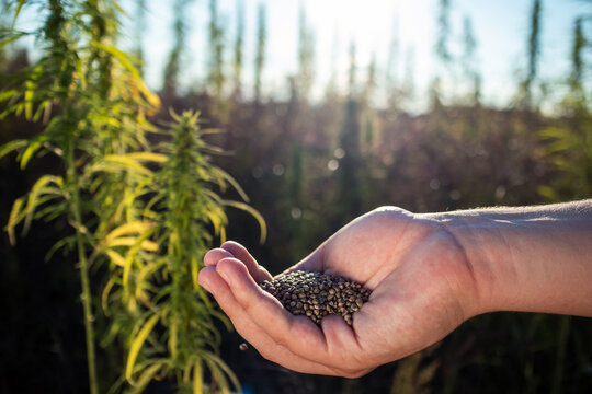 Small heap of brown hemp seeds in hand palm, among green leaves cannabis plants, close up shot.