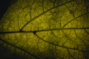 Obraz premium Closeup nature view of green leaves and twigs background. Flat lay, dark nature concept, tropical leaf, tree, group background