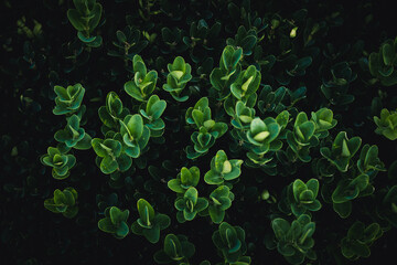 Closeup nature view of green leaves and twigs background. Flat lay, dark nature concept, tropical leaf, group background, buxus, boxwood