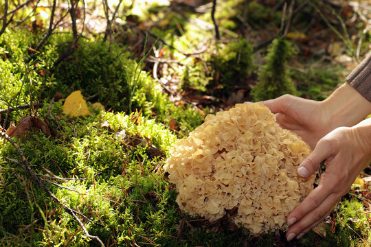 A wild edible fungus Wood Cauliflower (Sparassis crispa) growing in the forest. A woman's hands embrace it. It has a yellowish creamy wavy surface, resembling lasagna noodles or sponge.