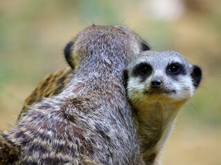 Fototapeta premium Portrait of meerkats or suricates (Suricata), is a genus of mongoose that is endemic to Africa 