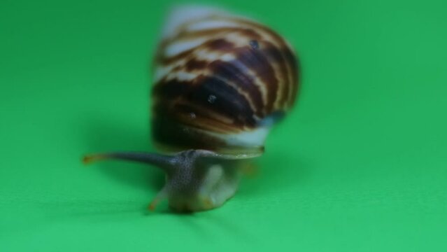 snail crawling on green screen. HD videos.