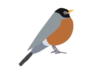 robin bird on a branch