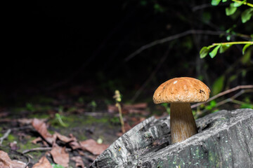 boletus mushroom in the forest