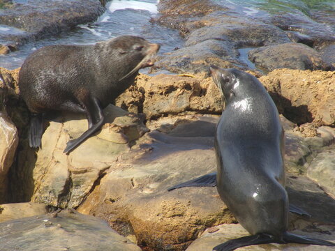 Large fur seals fighting over territory