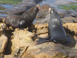 Large fur seals fighting over territory