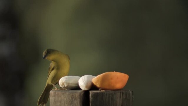 Beautiful Canary Bird Perch On A Log With Fruits. Selective Focus Shot
