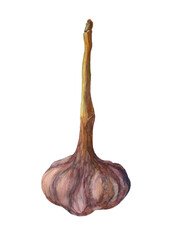 One head of garlic on a white background. watercolor illustration.