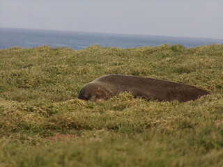 Seal sleeping on grass