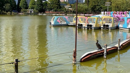 Obraz premium Beautiful day at Ikebukuro Tokyo Japan with moss green pond, afloating colorful boats and birds in peace
