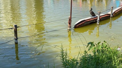 Beautiful day at Ikebukuro Tokyo Japan with moss green pond, afloating colorful boats and birds in...
