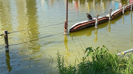 Fototapeta premium Beautiful day at Ikebukuro Tokyo Japan with moss green pond, afloating colorful boats and birds in peace