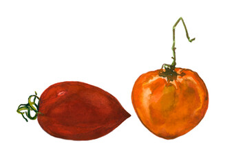 Watercolor tomatoes are red and yellow. A picture with tomatoes and a white background