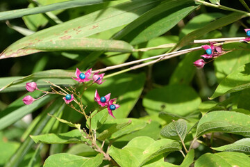 カラフルなクサギの果実