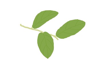 green leaves isolated on white