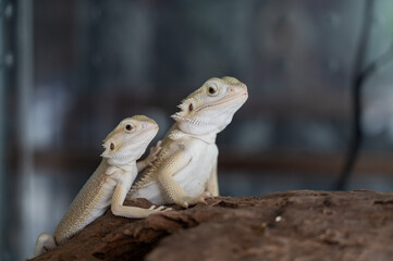 bearded dragon on ground with blur background