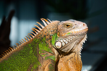 lizard, animal, green lizard with blur background