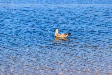 Fototapeta premium Seagull swimming in the Baltic sea