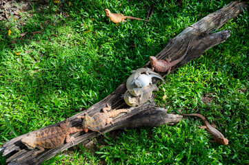 bearded dragon on ground with blur background