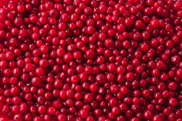 Red currant, close-up natural background banner wallpaper. Texture of ripe red currant berries. Harvesting farm organic food concept