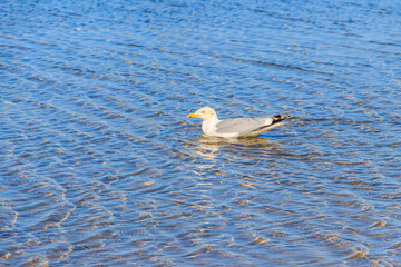 Seagull swimming in the Baltic sea