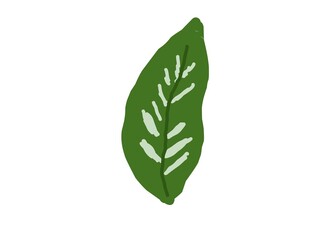 green leaf isolated on white