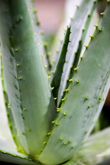 Fresh Aloe vera on nature background.