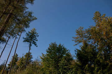 trees in the woods with a blue sky