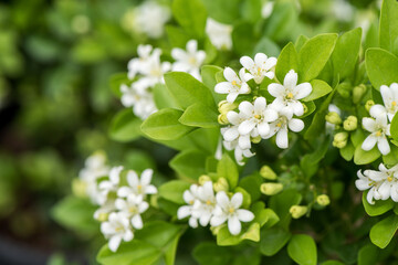 Andaman satinwood or murraya paniculata flowers on nature background.