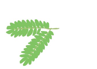 fern leaf isolated on white