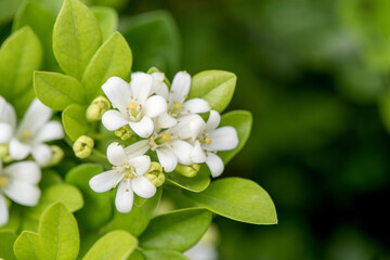 Andaman satinwood or murraya paniculata flowers on nature background.