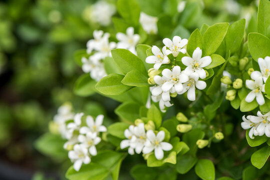 Andaman satinwood or murraya paniculata flowers on nature background.
