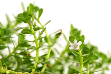 Brahmi or bacopa monnieri tree isolated on white background.
