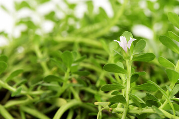 Brahmi or bacopa monnieri tree isolated on white background.