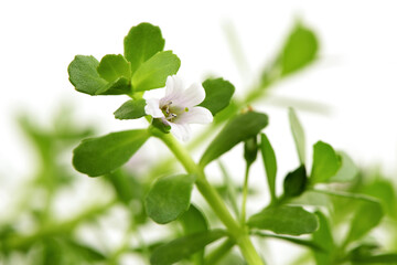 Brahmi or bacopa monnieri tree isolated on white background.