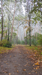 Obraz premium Autumn forest. Footpath through foggy forest in autumn illuminated by sunbeams. Fairytale forest path. 