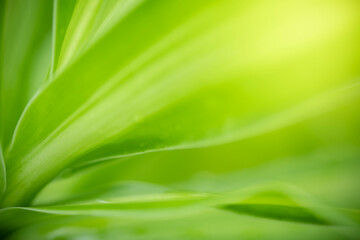 Close up fresh nature view of green leaf on blurred greenery background in garden. Natural green...