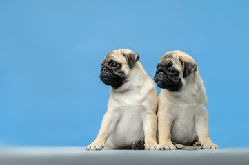 studio photo on a blue background two pugs