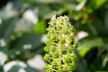 Fototapeta na wymiar Herbal plants: Indian algae Phytolacca acinosa, which are used locally for pain relief. It has anti-asthma, antifungal, expectorant, antibacterial and laxative properties
