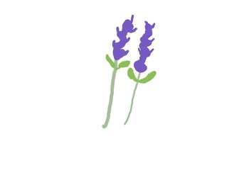 forget me not