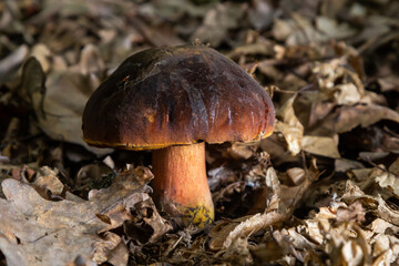 Boletus erythopus or Neoboletus luridiformis mushroom in the forest growing on green grass and wet ground natural in autumn season. Boletus luridiformis is edible mushroom after longer cooking