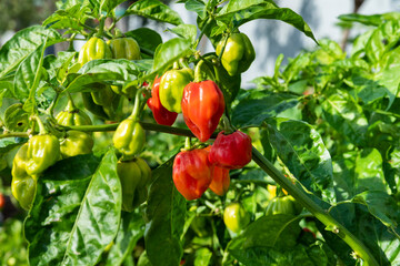 organic red chili pepper or Fresh red and green chilli peppers in italian farm