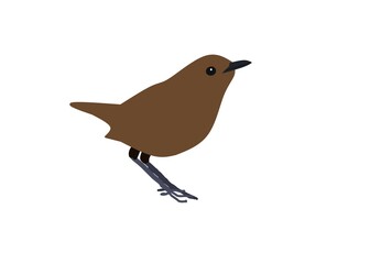 bird on a white background