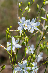 Fragile white and yellow flowers of Anthericum ramosum, star-shaped, growing in a meadow in the wild, blurred green background, warm colors, bright and sunny summer day