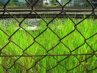 秋の金網越しに見る常磐線線路敷地風景