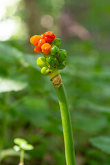 Arum maculatum with red berries also called Cuckoo Pint or Lords and Ladies, poisonous woodland plant against a dark green background, copy space, close-up shot, selected focus, narrow depth of field