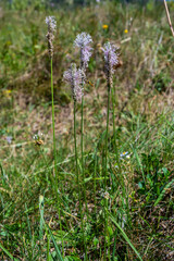 Hoary Plantain - Plantago media Open and closed flower spikes
